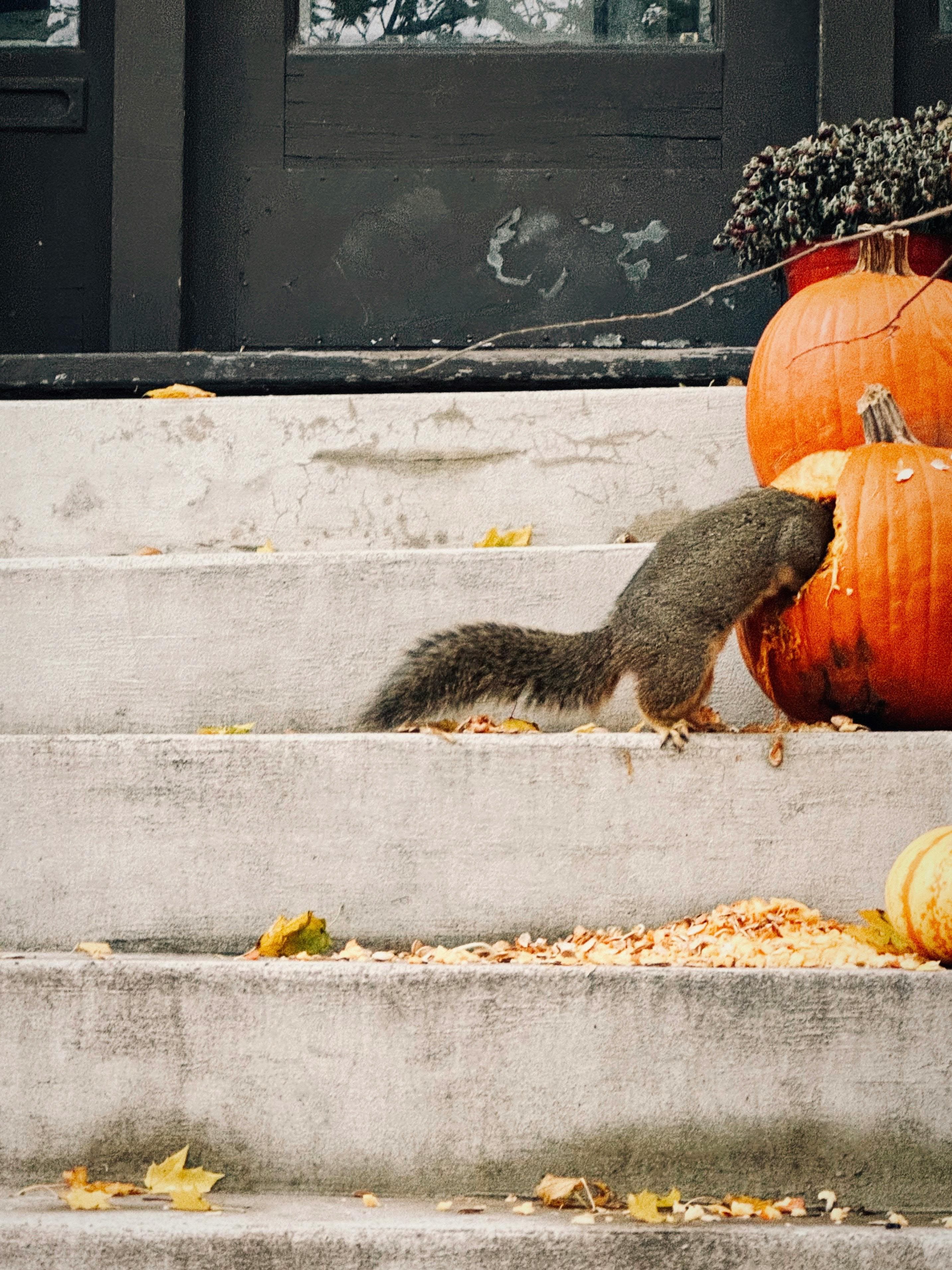 Luxury San Diego fall porch decor harvest display with heirloom pumpkins
