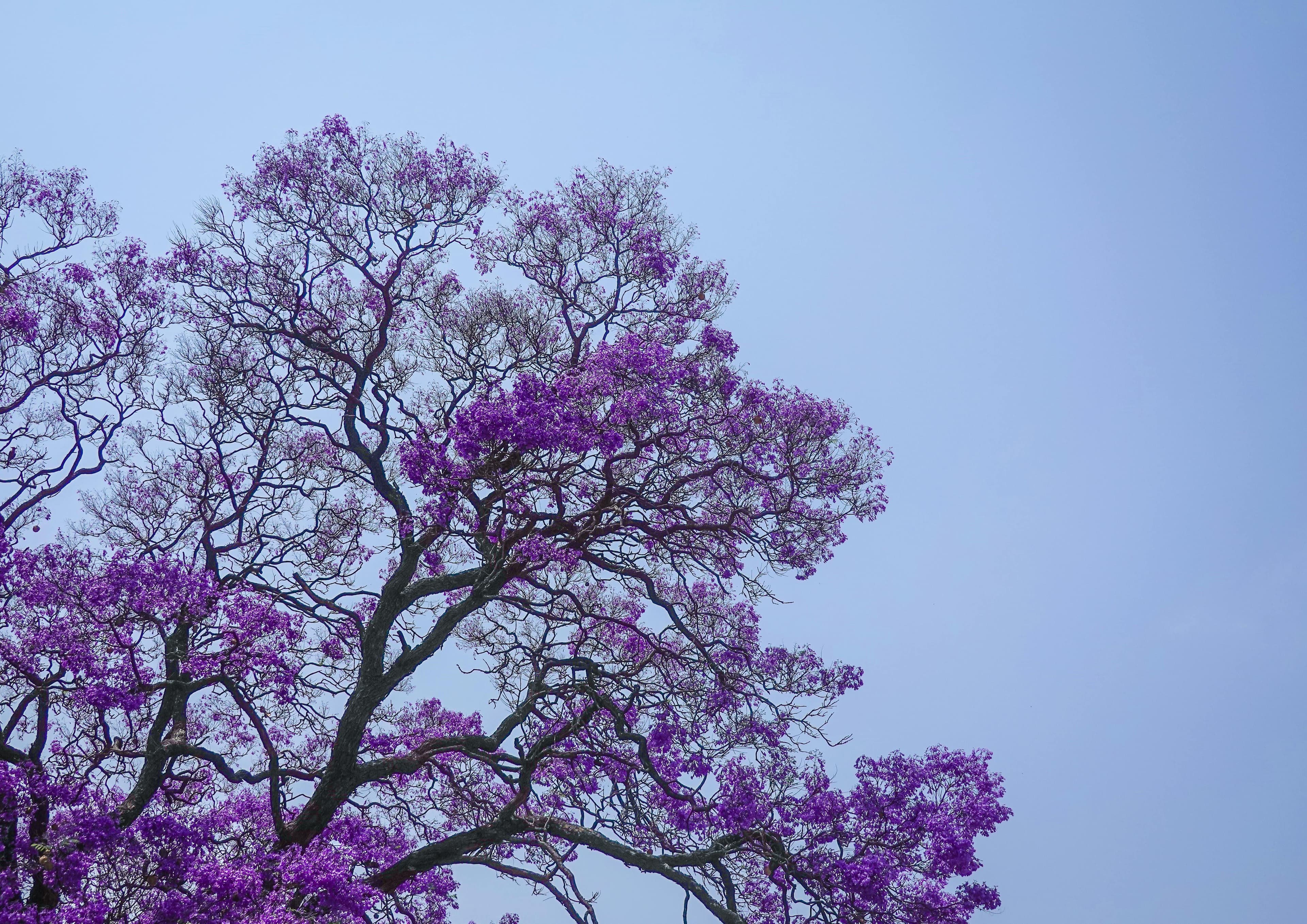Jacaranda blooms and spring mornings in North County San Diego